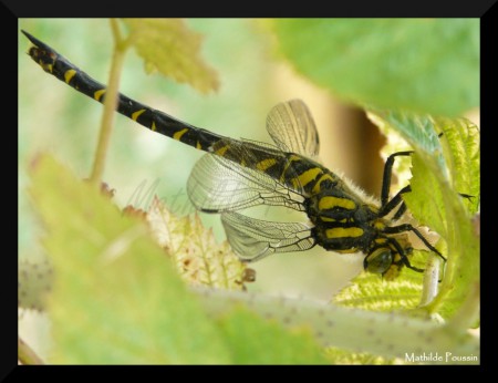 Cordulégastre annelé - Cordulegaster boltonii
